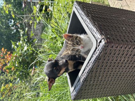 Toy Terrier Welpe zu verkaufen