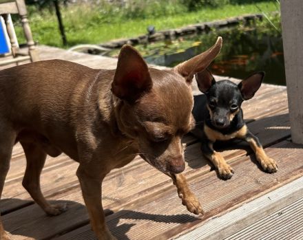 Toy Terrier Welpe zu verkaufen