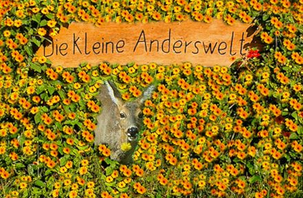 Tierkommunikation Kurs 3/4 August 2024 Rastede/Niedersachsen