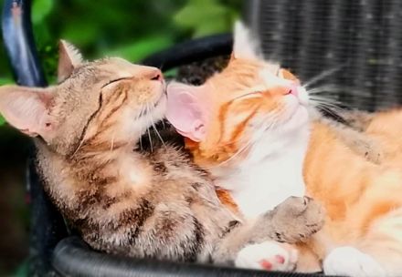 Tierkommunikation Kurs 3/4 August 2024 Rastede/Niedersachsen