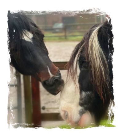 Tierkommunikation Kurs 3/4 August 2024 Rastede/Niedersachsen