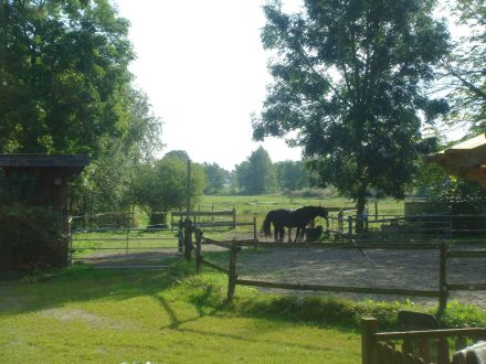 Tierkommunikation Kurs 3/4 August 2024 Rastede/Niedersachsen