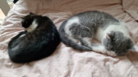 Bkh Kitten suchen liebevolles Zuhause