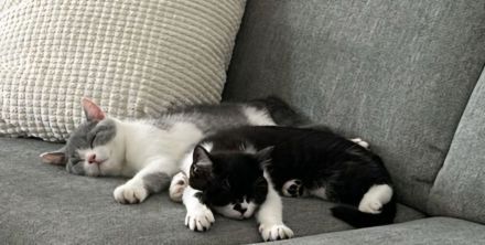 Bkh Kitten suchen liebevolles Zuhause