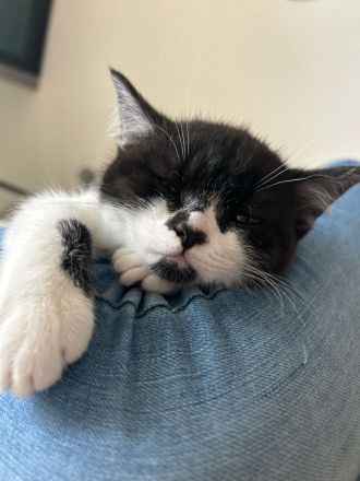 Bkh Kitten suchen liebevolles Zuhause