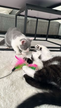 Bkh Kitten suchen liebevolles Zuhause