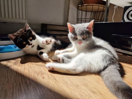 Bkh Kitten suchen liebevolles Zuhause