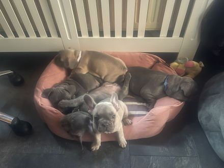 Französische Bulldogge Welpen Abgabebereit in Blue blueFawn/Liliac