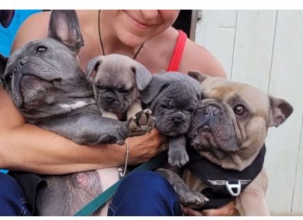 Französische Bulldogge Welpen Abgabebereit in Blue blueFawn/Liliac