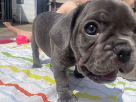 Französische Bulldogge Welpen Abgabebereit in Blue blueFawn/Liliac