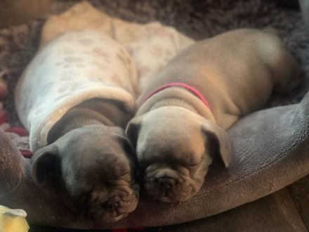 Französische Bulldogge Welpen Abgabebereit in Blue blueFawn/Liliac