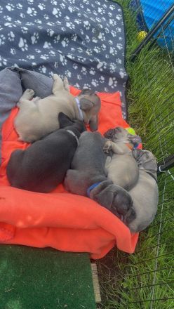 Französische Bulldogge Welpen Abgabebereit in Blue blueFawn/Liliac