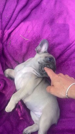 Französische Bulldogge Welpen Abgabebereit in Blue blueFawn/Liliac