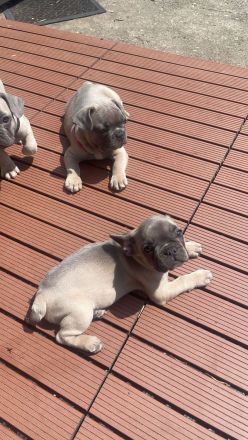 Französische Bulldogge Welpen Abgabebereit in Blue blueFawn/Liliac