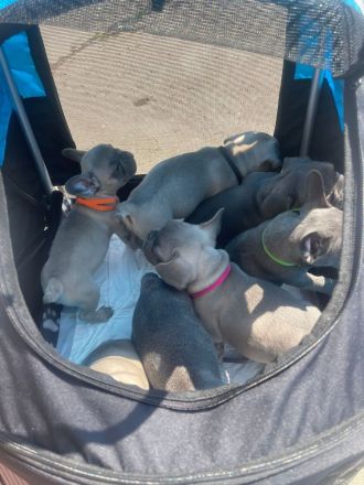 Französische Bulldogge Welpen Abgabebereit in Blue blueFawn/Liliac