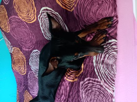 Zwergpinscher Rüde