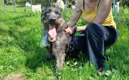 Melody sitzt im Shelter, holst du sie endlich raus?