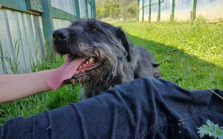 Melody sitzt im Shelter, holst du sie endlich raus?