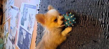 Chihuahua Welpen entwurmt ,und geimpft  zu vergeben