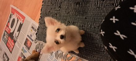 Chihuahua Welpen entwurmt ,und geimpft  zu vergeben