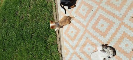 Chihuahua Welpen entwurmt ,und geimpft  zu vergeben