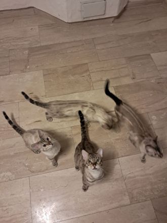6 Bengal kitten