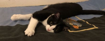 Kater Britisch-Kurzhaar-Mix (BKH)