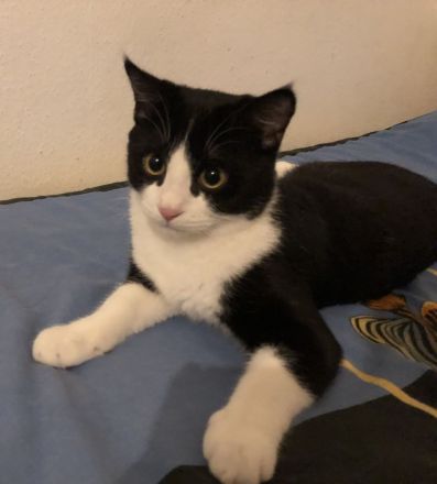 Kater Britisch-Kurzhaar-Mix (BKH)