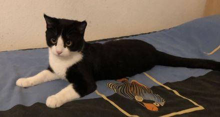 Kater Britisch-Kurzhaar-Mix (BKH)