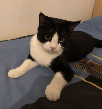 Kater Britisch-Kurzhaar-Mix (BKH)