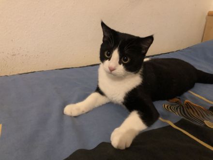 Kater Britisch-Kurzhaar-Mix (BKH)