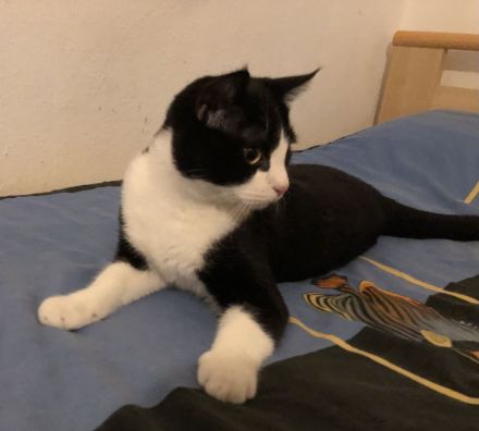 Kater Britisch-Kurzhaar-Mix (BKH)