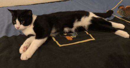 Kater Britisch-Kurzhaar-Mix (BKH)