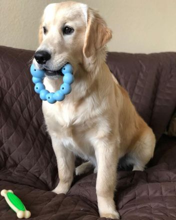 Männliche Labrador-Welpe.