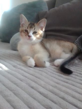 Maine Coon / Bkh Kitten