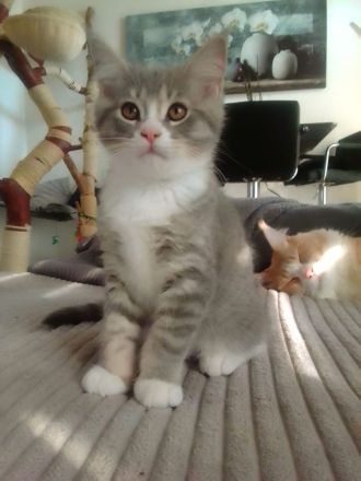 Maine Coon / Bkh Kitten