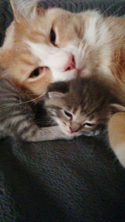 Maine Coon / Bkh Kitten