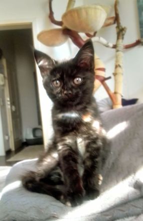 Maine Coon / Bkh Kitten