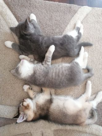 Maine Coon / Bkh Kitten