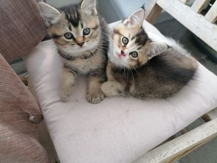 Maine Coon / Bkh Kitten