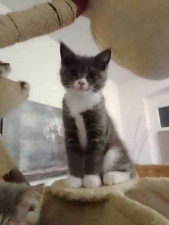 Maine Coon / Bkh Kitten