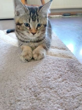 Maine Coon / Bkh Kitten