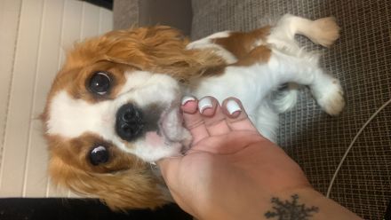 Cavalier King Charles spaniel