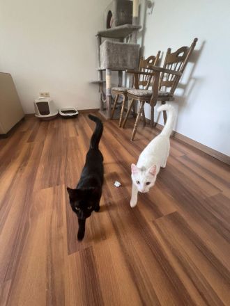 Zum Verkauf stehen ein Türkisch Angora Kater und eine BKH Katze