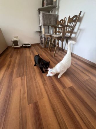 Zum Verkauf stehen ein Türkisch Angora Kater und eine BKH Katze