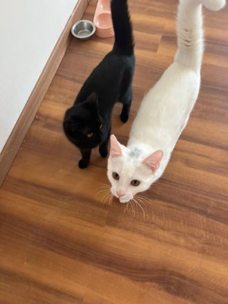 Zum Verkauf stehen ein Türkisch Angora Kater und eine BKH Katze