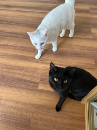 Zum Verkauf stehen ein Türkisch Angora Kater und eine BKH Katze