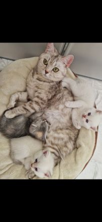 Süße weiße Katzenbabys/ Kitten