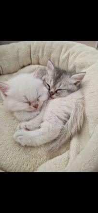 Süße weiße Katzenbabys/ Kitten