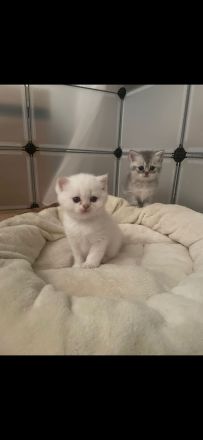 Süße weiße Katzenbabys/ Kitten